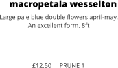 macropetala wesselton Large pale blue double flowers april-may. An excellent form. 8ft    £12.50     PRUNE 1