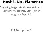Hoshi - No - Flamenco Stunning large bright zingy red, with very showy centres. May - June/ August - Sept. 8ft    £14.50     prune 2