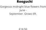 Rooguchi Gorgeous midnight blue flowers from June -  September. Grows 6ft.    £14.50