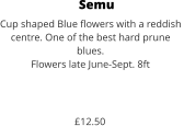 Semu Cup shaped Blue flowers with a reddish  centre. One of the best hard prune blues. Flowers late June-Sept. 8ft    £12.50