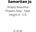 Samaritan Jo Simply beautiful. Flowers May - Sept. Height 4 - 5 ft.    £14.50