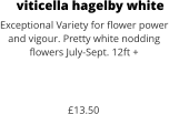 viticella hagelby white Exceptional Variety for flower power and vigour. Pretty white nodding flowers July-Sept. 12ft +    £13.50