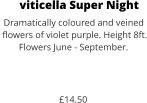 viticella Super Night Dramatically coloured and veined  flowers of violet purple. Height 8ft. Flowers June - September.    £14.50