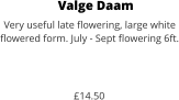 Valge Daam Very useful late flowering, large white  flowered form. July - Sept flowering 6ft.    £14.50