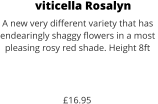 viticella Rosalyn A new very different variety that has  endearingly shaggy flowers in a most  pleasing rosy red shade. Height 8ft    £16.95