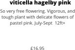 viticella hagelby pink So very free flowering. Vigorous, and tough plant with delicate flowers of pastel pink. July-Sept  12ft+    £16.95