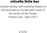 viticella little bas A great variety, with nodding flowers in  real abundance. Purple with cream in  the centre of the flower. Flowers July - Sept 12ft +    £14.50